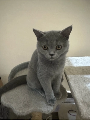 Pui Pisica British Shorthair - imagine 2