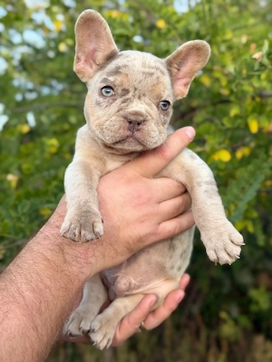 Bulldog francez Isabella Merle tan -  ochii albaștrii - posibilitate transport - buldog francez - imagine 4