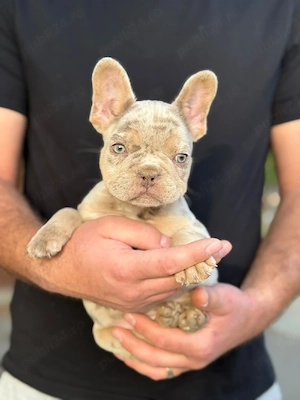 Bulldog francez Isabella Merle tan - ochii albaștrii - posibilitate transport - buldog francez