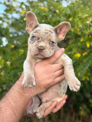 Bulldog francez Isabella Merle tan ochi albaștri - posibilitate transport - buldog francez - imagine 5