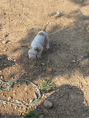 Mascul Amstaff  - imagine 3