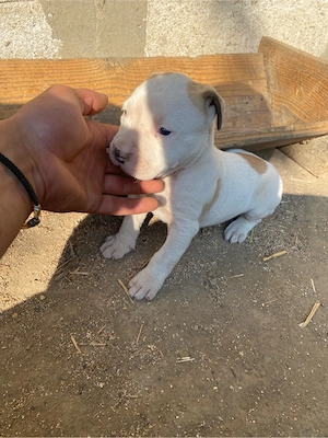 Mascul Amstaff  - imagine 5