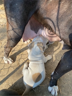 Mascul Amstaff  - imagine 2