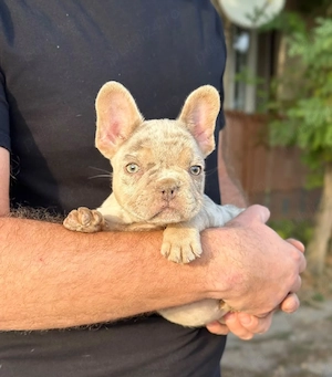 Bulldog francez Isabella Merle tan - ochii albaștrii - posibilitate transport - buldog francez