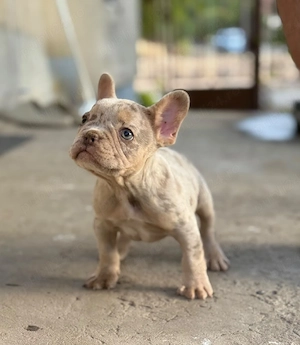 Bulldog francez Isabella Merle tan - ochii albaștrii - posibilitate transport - buldog francez - imagine 3