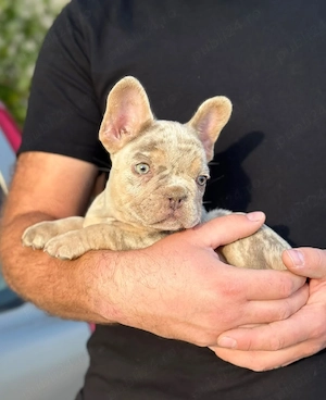 Bulldog francez Isabella Merle tan - ochii albaștrii - posibilitate transport - buldog francez