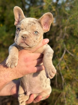 Bulldog francez Isabella Merle tan -  ochii albaștrii - posibilitate transport - buldog francez - imagine 5
