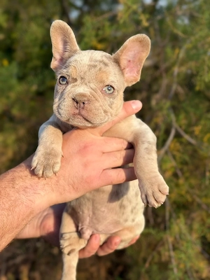 Bulldog francez Isabella Merle tan - ochii albaștrii - posibilitate transport - buldog francez - imagine 5