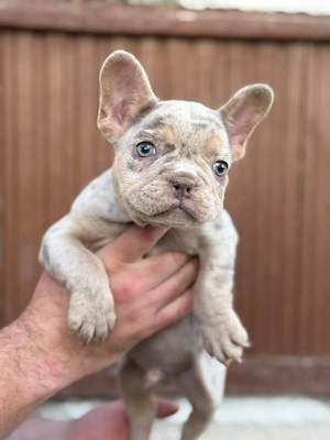 Bulldog francez Isabella Merle tan - ochii albaștrii - posibilitate transport - buldog francez - imagine 4
