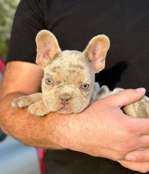 Bulldog francez Isabella Merle tan - ochii albaștrii - posibilitate transport - buldog francez - imagine 4