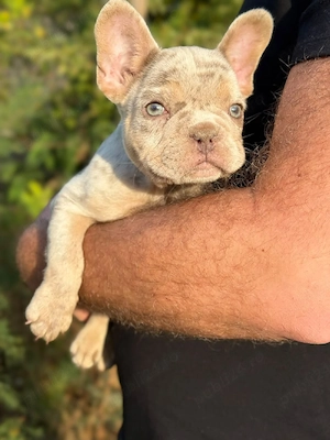 Bulldog francez Isabella Merle tan - ochii albaștrii - posibilitate transport - buldog francez - imagine 5