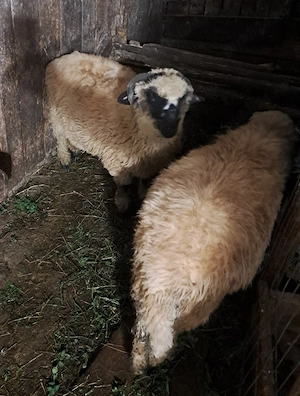 Vind doi miei (berbecuți)