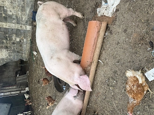 Vând purcea de 9 luni ne față. 
