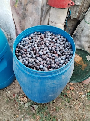 Vând prune, Arges - Vedea !!!