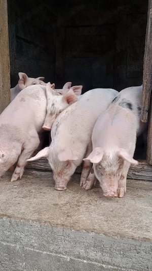 Purcei de vânzare de 7 săptămâni  - imagine 3