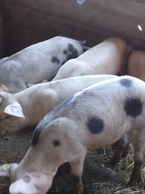 Godani de vânzare 