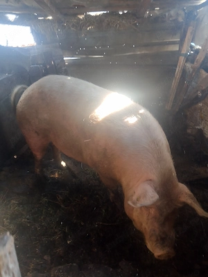 Porci de vânzare 