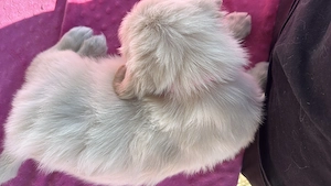 Pui Golden Retriever  - imagine 4