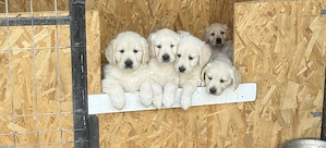 Pui Golden Retriever  - imagine 5