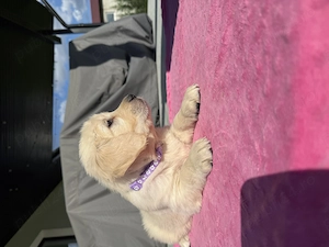 Pui Golden Retriever  - imagine 3