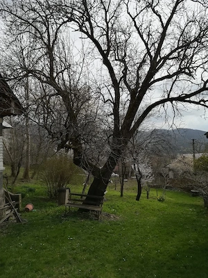 TEREN INTRAVILAN 5.017 mp + 2 case   sat Măgura, com. Bezdead, jud. Dâmbovița - imagine 8