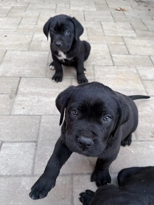 Pui de Cane Corso disponibili pentru rezervare - imagine 2
