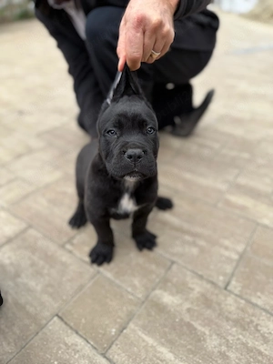 Pui de Cane Corso disponibili pentru rezervare - imagine 3