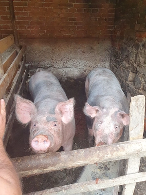 Vând porci