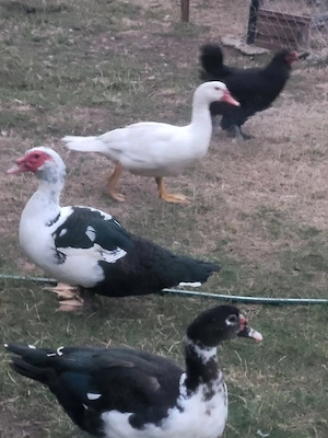 Vând rațe mute