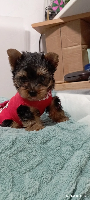 Pui Yorkshire terrier toy - imagine 4