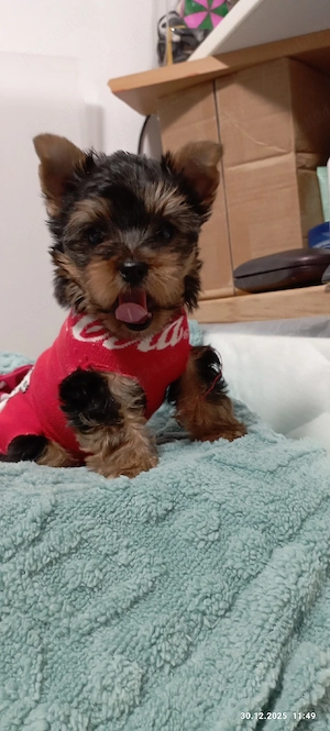 Pui Yorkshire terrier toy - imagine 2