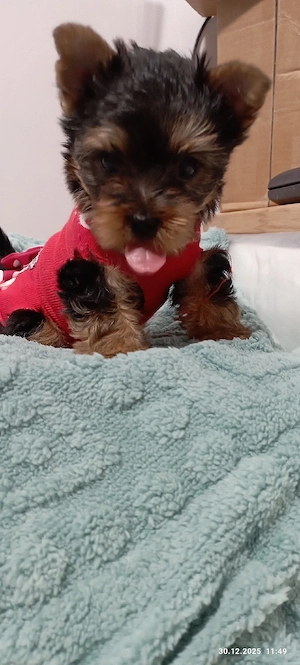 Pui Yorkshire terrier toy - imagine 3