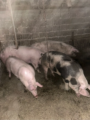 poci de vanzare de la 15 lei kg