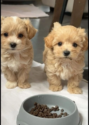 Maltipoo Fetiță și Băiat 