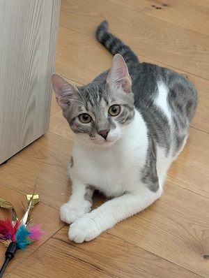 Adopție 3 frați ghiduși si frumoși 