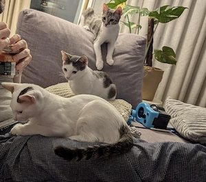 Adopție 3 frați ghiduși si frumoși  - imagine 5
