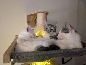 Adopție 3 frați ghiduși si frumoși  - imagine 4