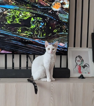 Adopție 3 frați ghiduși si frumoși 