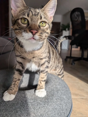 Adopție familia de pe muntele Olimp (Mami Hera, Achi si Atena)