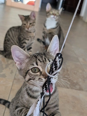 Adopție familia de pe muntele Olimp (Mami Hera, Achi si Atena) - imagine 4