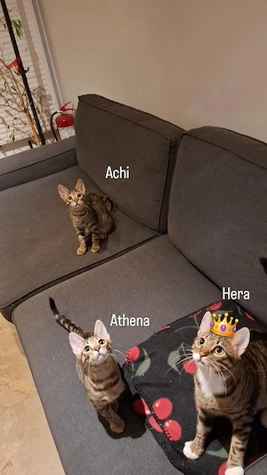 Adopție familia de pe muntele Olimp (Mami Hera, Achi si Atena) - imagine 5