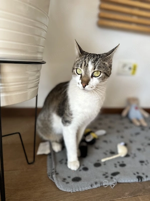 Benito - pisoi pentru adopție  - imagine 3