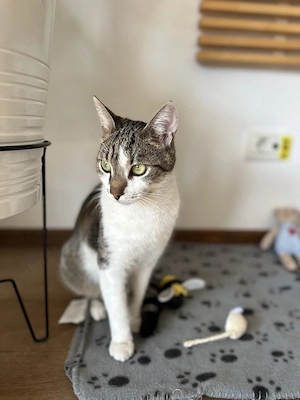 Benito - pisoi pentru adopție  - imagine 2