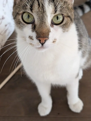 Benito - pisoi pentru adopție  - imagine 4