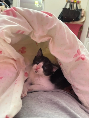 Adoptie pui pisica - imagine 2