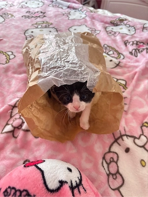 Adoptie pui pisica