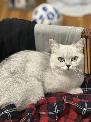 British Shorthair Chinchila - imagine 3