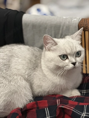 British Shorthair Chinchila - imagine 2