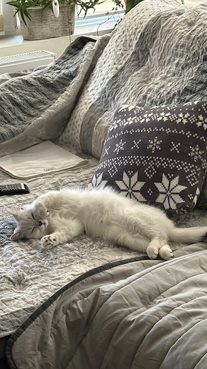 British Shorthair Chinchila - imagine 6