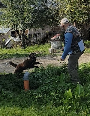 Ciobănesc corb mascul schimb